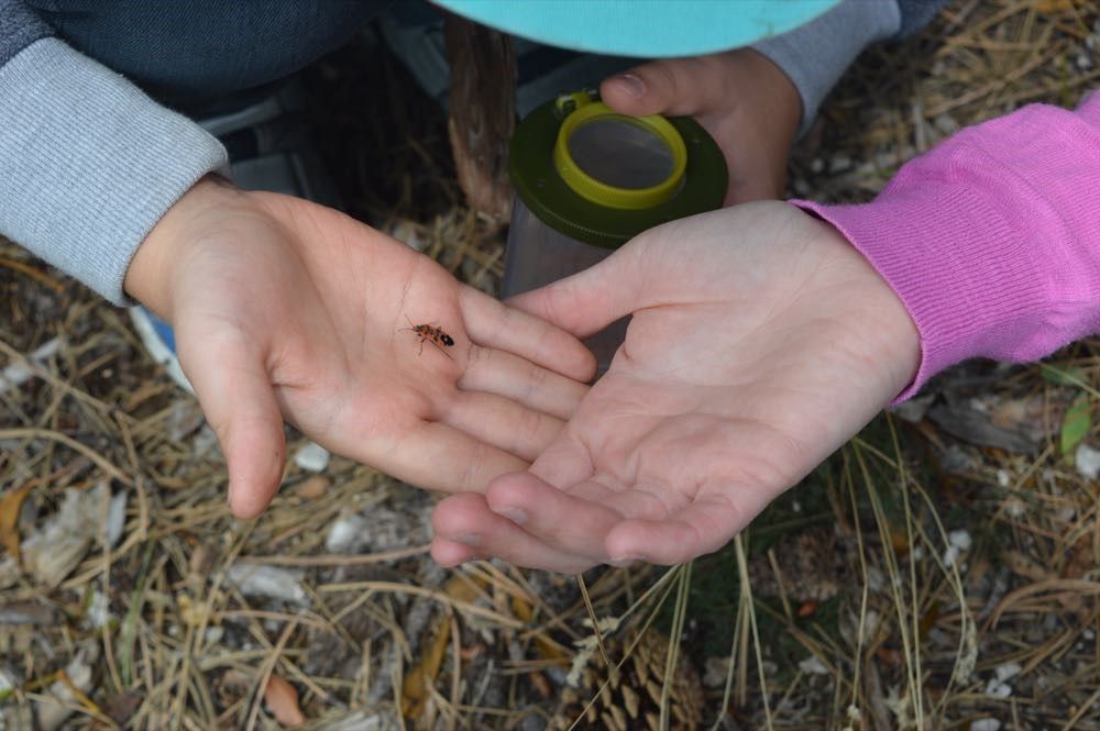 Beobachtung einer Feuerwanze mit der Becherlupe