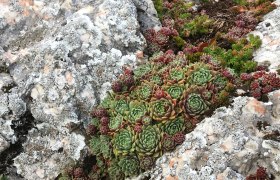 Mauerblümchen im Naturpark Hohe Wand, © Naturpark Hohe Wand