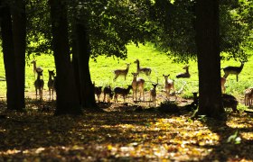 Animal visitors in the Geras Nature Park, © Naturparke Niederösterreich/POV