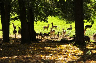 Animal visitors in the Geras Nature Park, © Naturparke Niederösterreich/POV