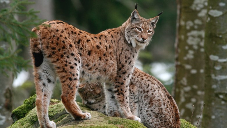 Eurasischer Luchs, © Josef Limberger