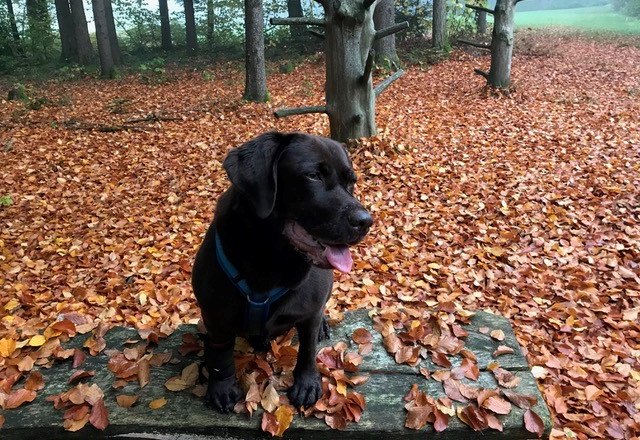 Herbstwandern mit Hund, © Silvia Osterkorn