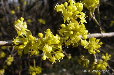 Dirndlblüte, © Klaus Wanninger