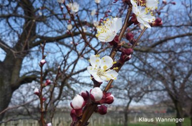 Marillenblüte, © Klaus Wanninger