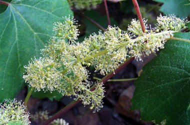 Weinblüte, © Wikimedia Commons