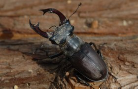 Hirschkäfer Männchen, © Gerfried Naderer