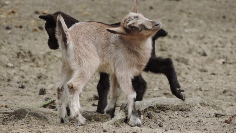 Babyalarm im Naturpark Geras, © Naturpark Geras/Perzy