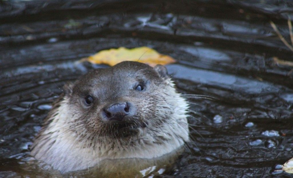 Otter