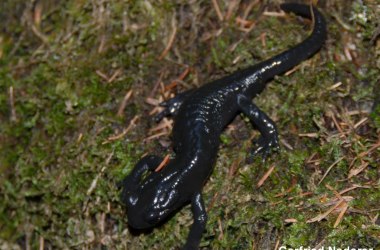 Alpensalamander, © Gerfried Naderer