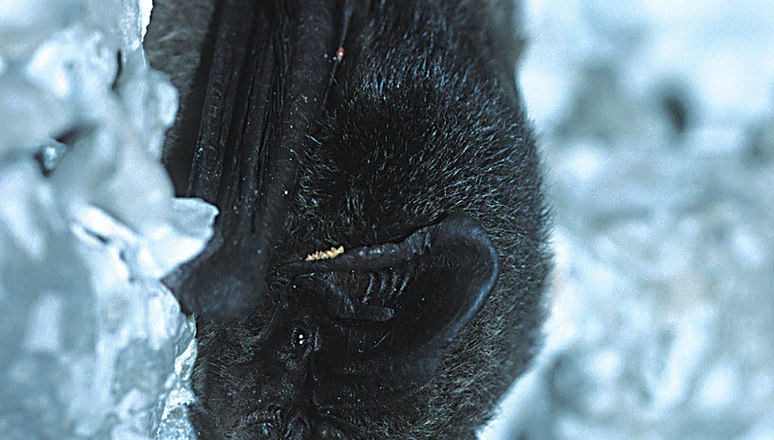 Mopsfledermaus, © JosefLimberger