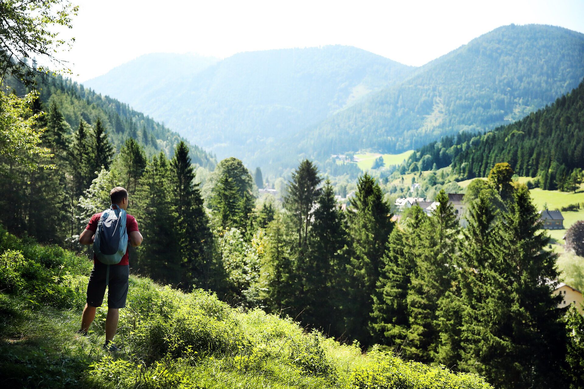 Ein Mann steht an einer Lichtung im Naturpark Falkenstein und genießt den Ausblick. 